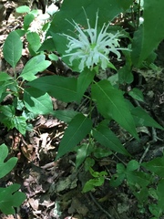 Monarda austroappalachiana
