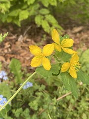 Chelidonium