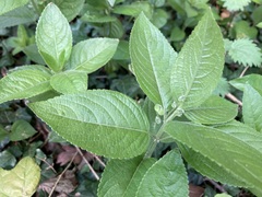 Mercurialis perennis