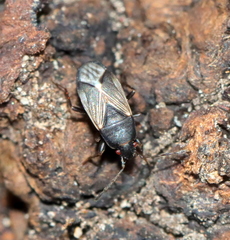 Sweetolethaeus