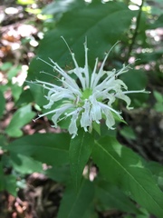 Monarda austroappalachiana