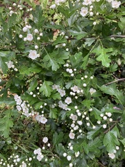 Crataegus monogyna