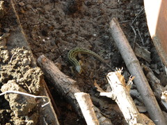 Lacerta agilis