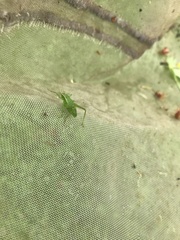 Isophya camptoxypha