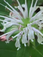 Monarda austroappalachiana