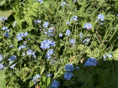 Myosotis sylvatica