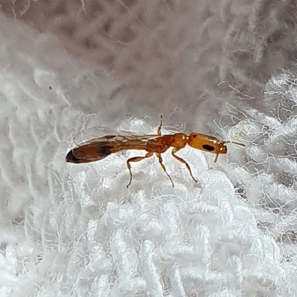 Pseudomyrmex subtilissimus