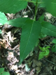 Monarda austroappalachiana