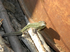Lacerta agilis