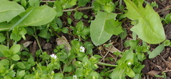 Stellaria media