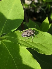 Rhaphigaster nebulosa