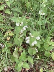 Lamium album
