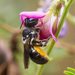 Megachile punctata - Photo (c) Erica Siegel, some rights reserved (CC BY-NC), uploaded by Erica Siegel