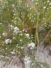 Phyliceae