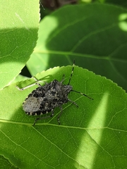 Rhaphigaster nebulosa