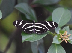 Heliconius charithonia