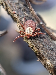 Dermacentor andersoni