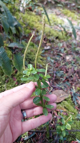 Peperomia ilaloensis, photograph 5