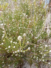 Phyliceae