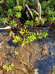 Laurembergia repens