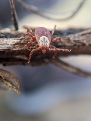 Dermacentor andersoni