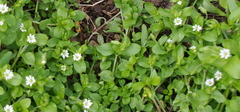Stellaria media