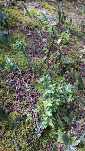 Peperomia ilaloensis, photograph 6