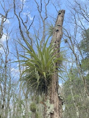Tillandsia parryi