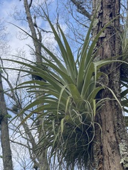 Tillandsia parryi