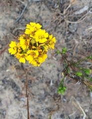 Deinandra