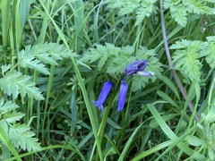 Hyacinthoides non-scripta