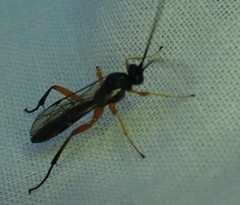 Limneriini