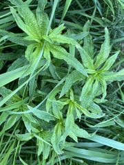 Chamaenerion angustifolium