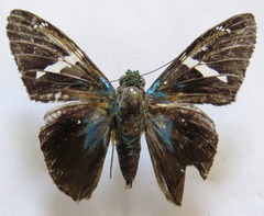 Telegonus azul