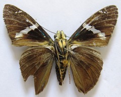 Telegonus azul