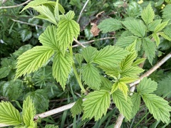Rubus