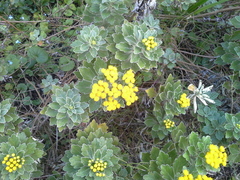 Oncosiphon grandiflorus