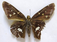 Epargyreus cruza