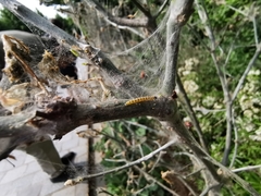 Yponomeuta cagnagella