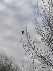 Corvus corax