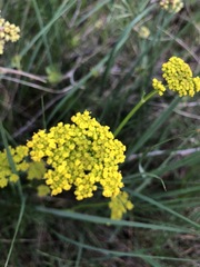 Harbouria trachypleura
