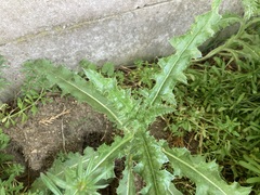 Cirsium arvense