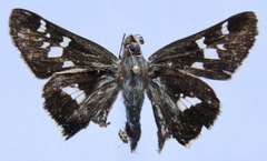 Thespieus macareus