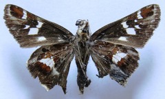 Thespieus macareus