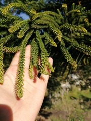 Araucariaceae