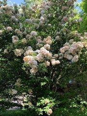 Viburnum macrocephalum