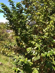 Antidesma venosum