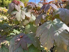 Acer pseudoplatanus