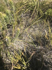 Othonna multicaulis