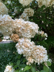 Viburnum macrocephalum